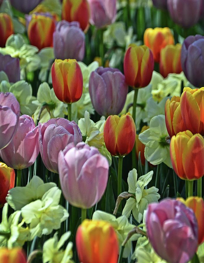 Pastel Tulips Photograph by Marty Koch - Fine Art America