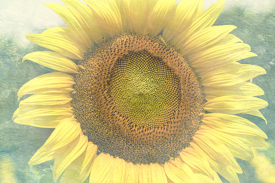 Pastel Vintage Sunflower Texture Mixed Media