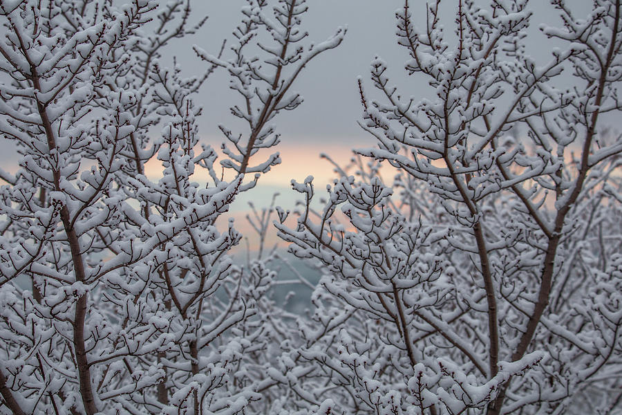 Pastel Winter Branches Photograph by White Mountain Images