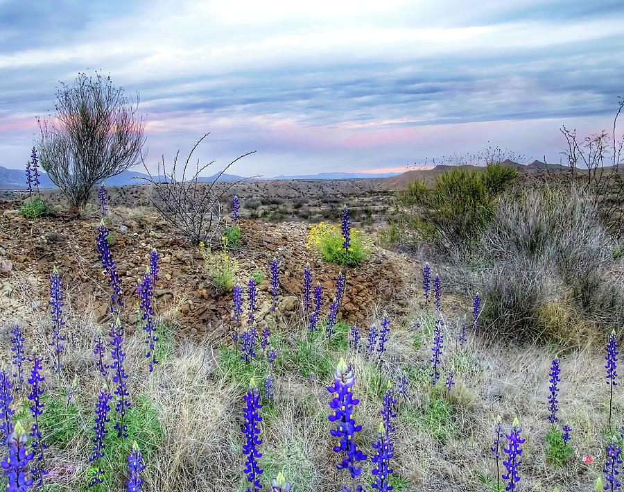 Pastels in Big Bend Photograph by Pam Rendall