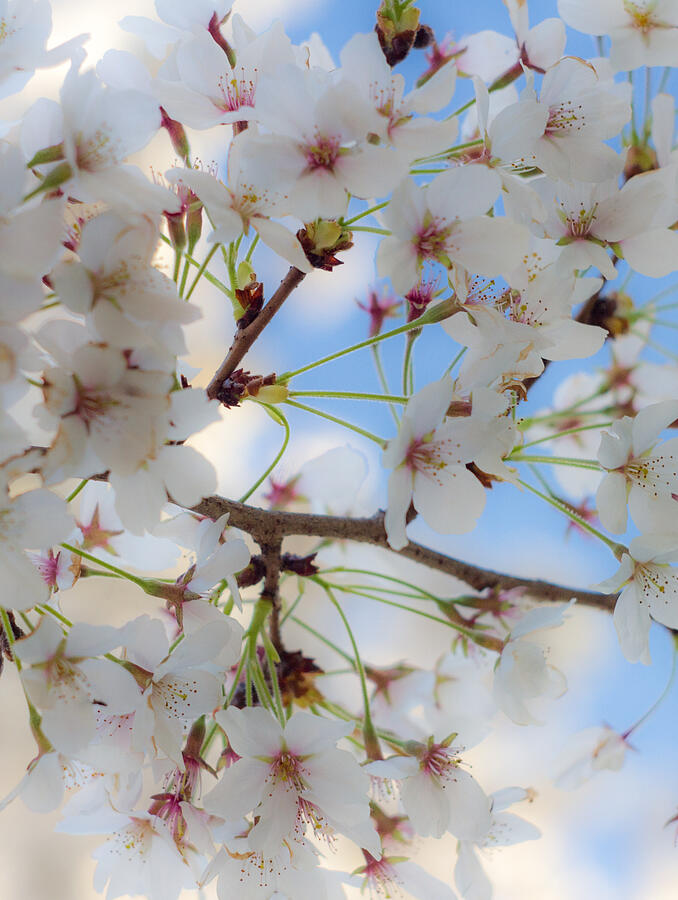 Pastels of Spring - A Cherry Blossoms Impression  Photograph by Steve Ember