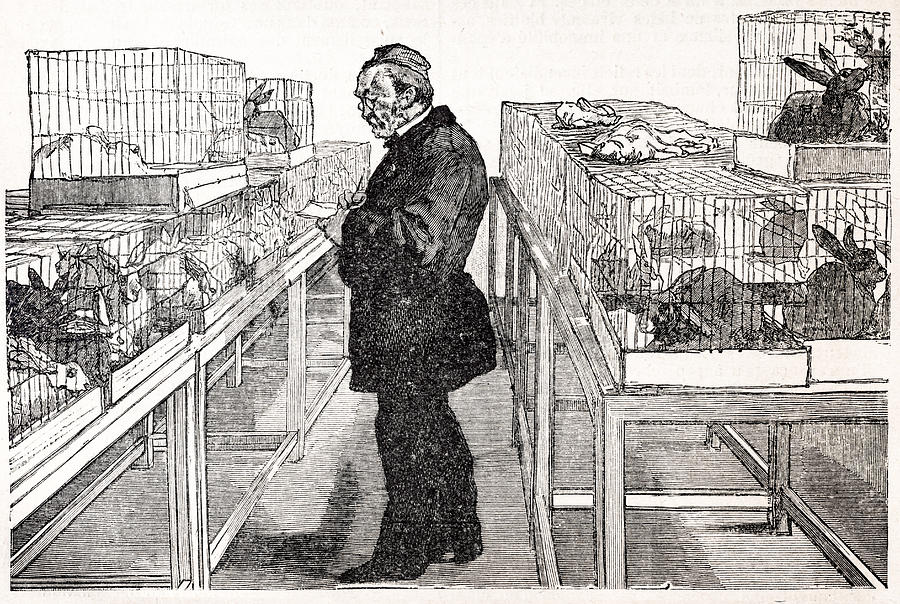 Pasteur animal testing in 1890 Drawing by Beeldbewerking