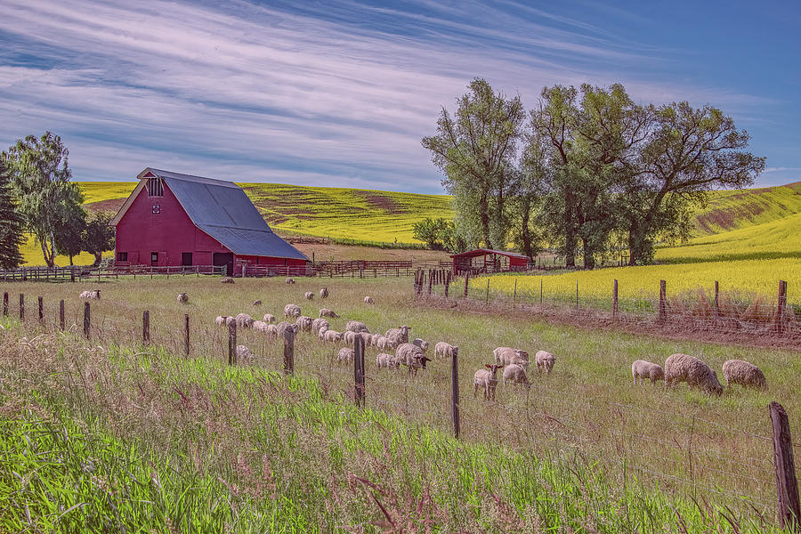Pastoral Beauty of the Palouse Photograph by Marcy Wielfaert