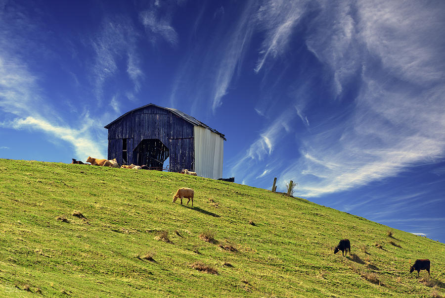 Pastoral - cattle grazing peacefully on springtime grass of a Kentucky hillside below barn Photograph by Peter Herman
