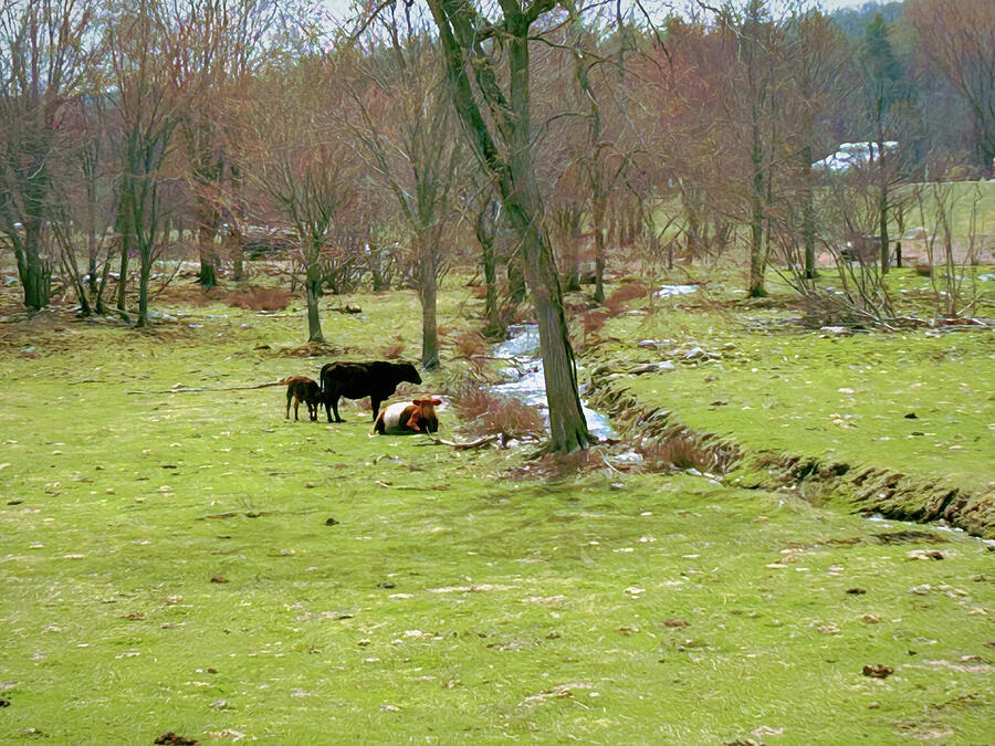 Pastoral Photograph by Mike Smale Pastoral Photograph by Mike Smale