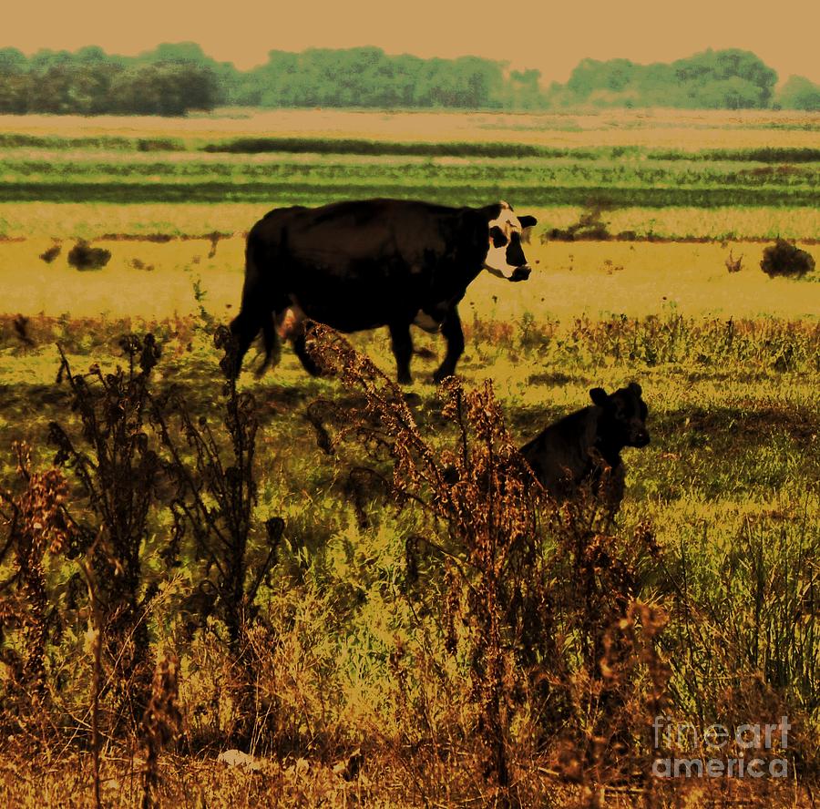 Pastoral Scene With Cows Photograph