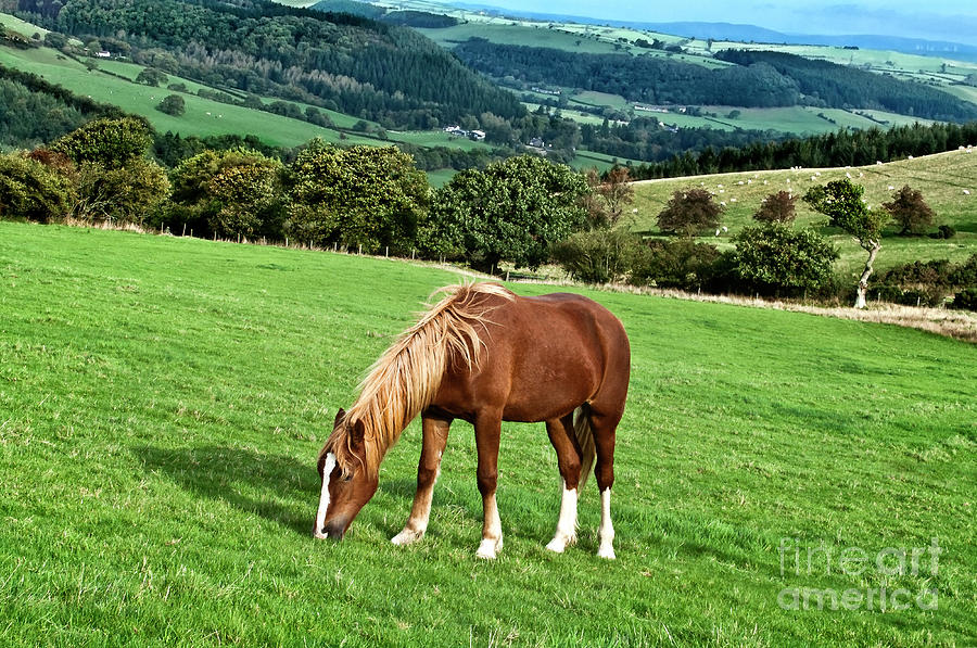 HORSE GRAZING AT GREEN PASTURE, PEACEFUL AND PASTORAL, Wales UK Photograph by Tatiana Bogracheva