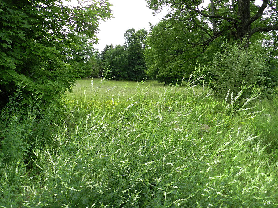 Pastoral with Meadow and White Sweet Clover in Upstate NY Photograph by Lise Winne