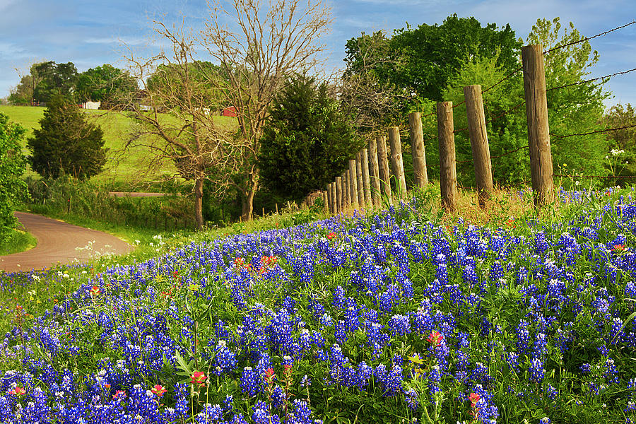 Texas Spring #1 Photograph by Gerard Harrison