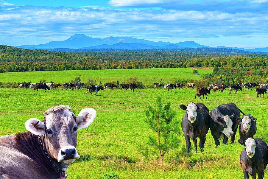 Maine Pastoral Scene Photograph by Robert Libby