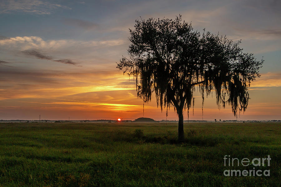 Pasture and Tree Sunrise Photograph by Tom Claud