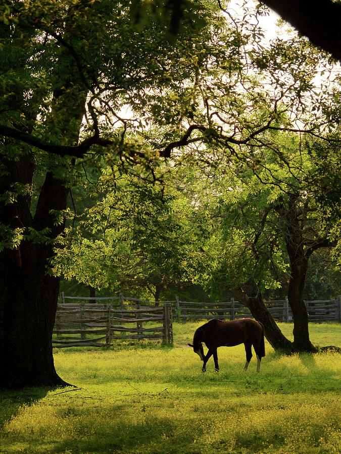 Sunlit Pasture in Colonial Williamsburg Photograph by Rachel Morrison