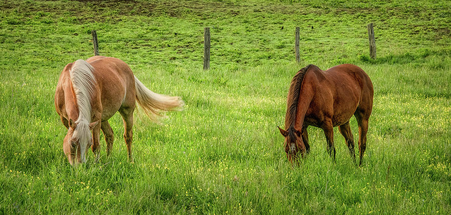 Pasture Buddies, A Spring Panorama Photograph by Marcy Wielfaert