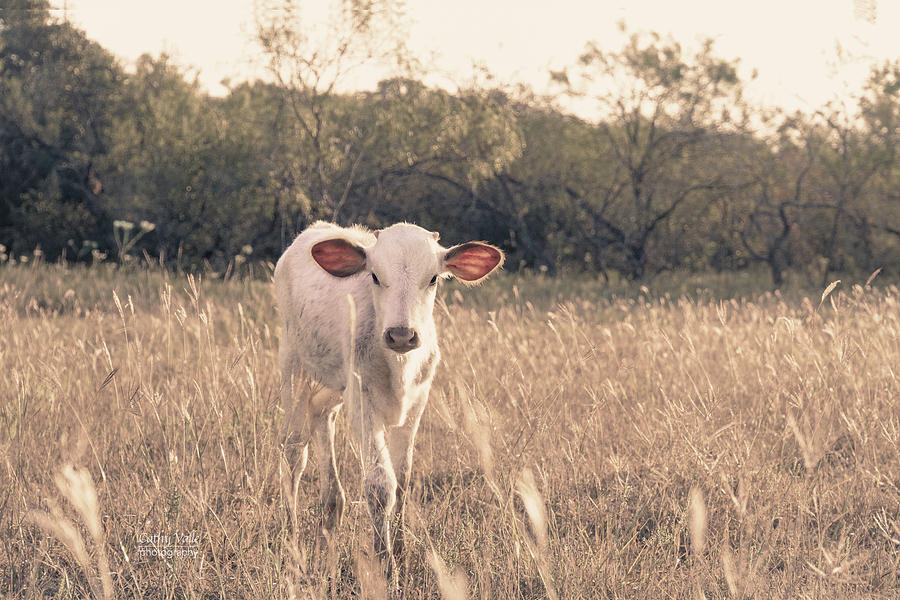 Pasture Calf Photograph by Cathy Valle