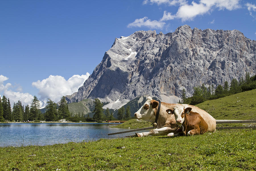 Pasture idyll on Seeebensee lake Photograph by Tinieder