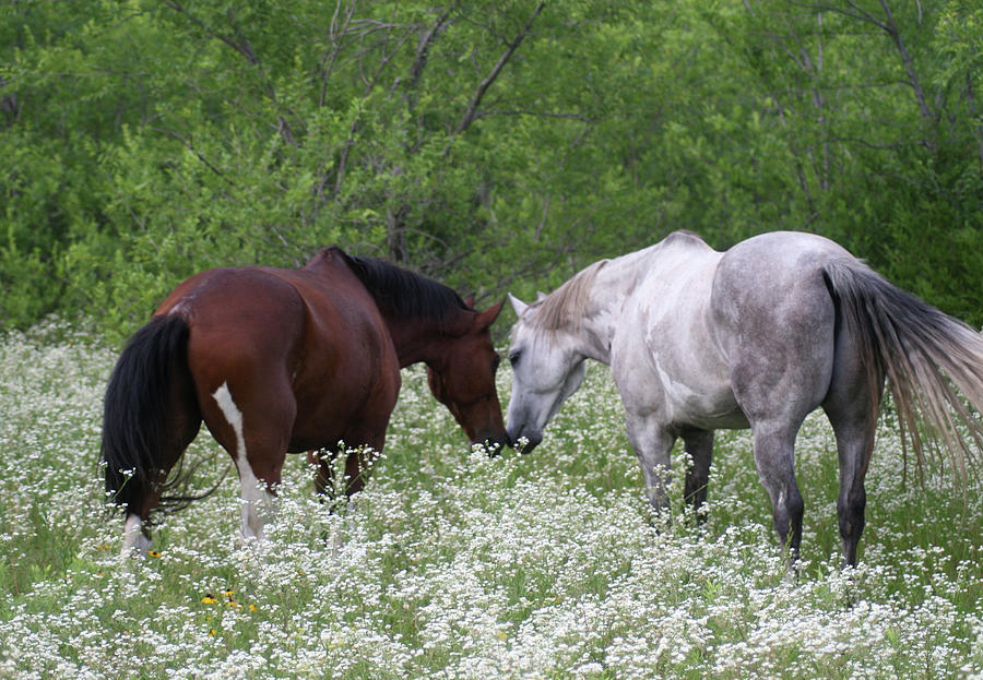 Pasture Pals Photograph by Stephanie Ash | Fine Art America