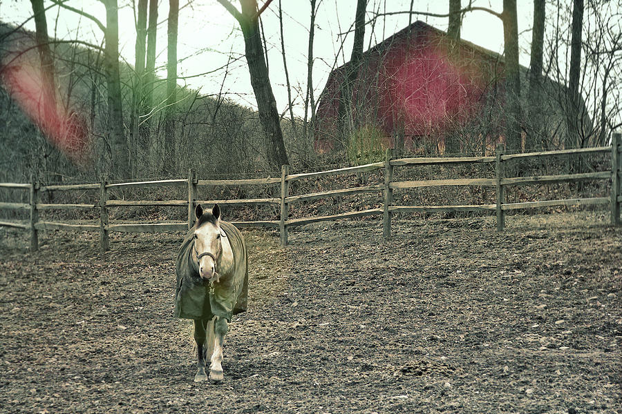 Pasture Pony Photograph by Dressage Design
