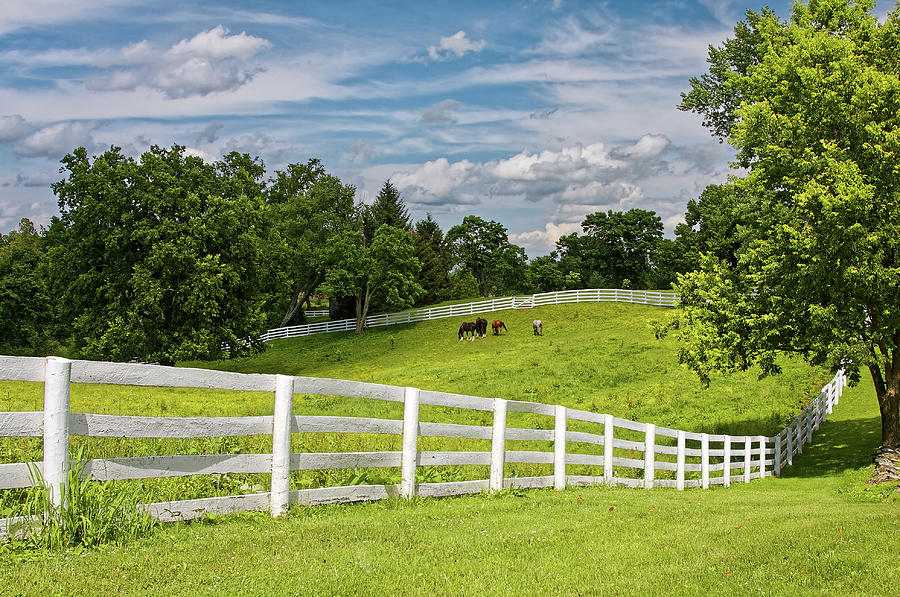 Pasture Scene Photograph by Sally Weigand