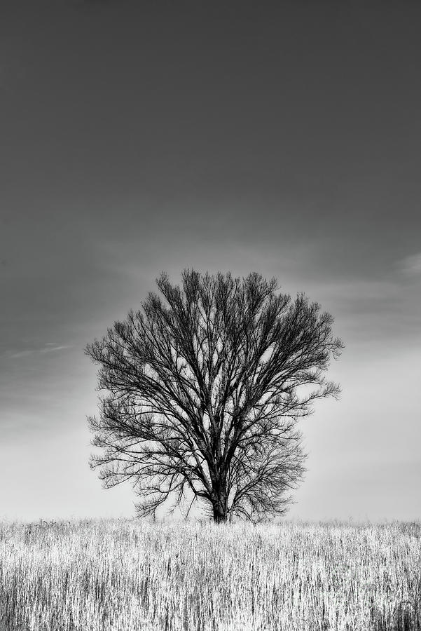 Pasture Tree Monotone Photograph by Nicki McManus
