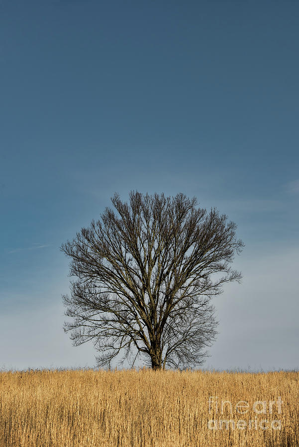 Pasture Tree Photograph by Nicki McManus - Fine Art America