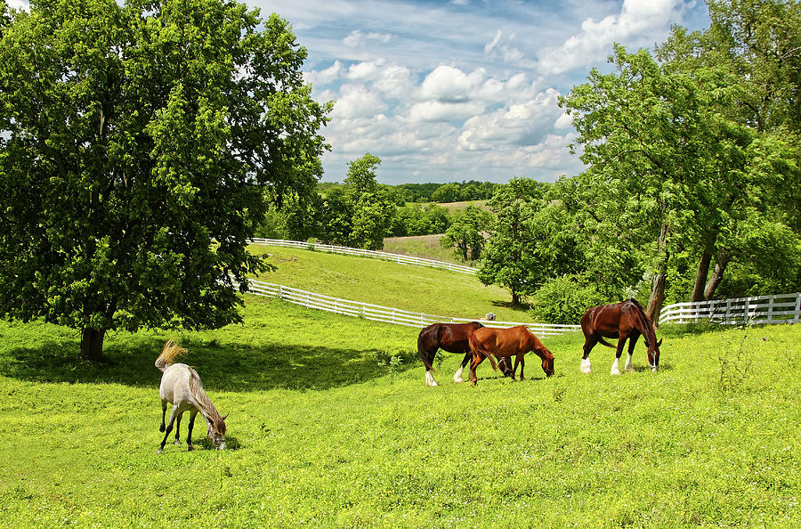 Pastures and Horses Photograph by Sally Weigand