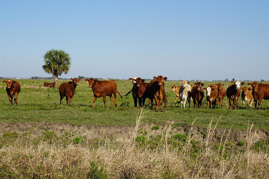 Pastures of Okeechobee Photograph by Henry Mednikoff - Fine Art America