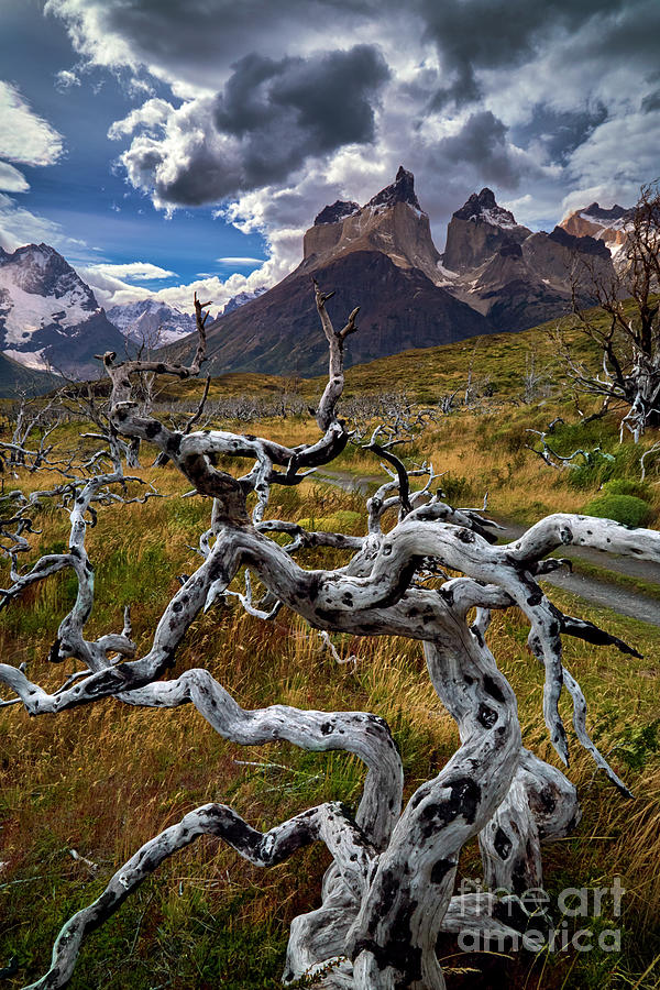 Patagonia 00041 Photograph by Bernardo Galmarini