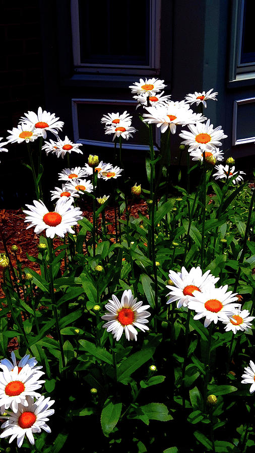 Patch of Daisies in the Sun Photograph by Ola Allen