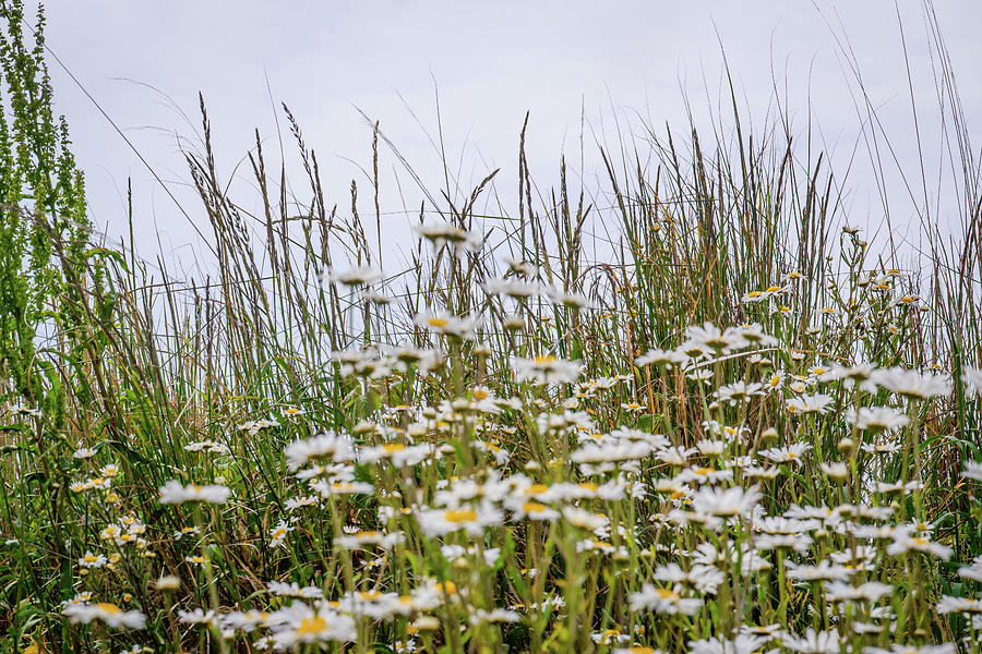 Patch Of Lovely White Ox Eye Daisies Photograph
