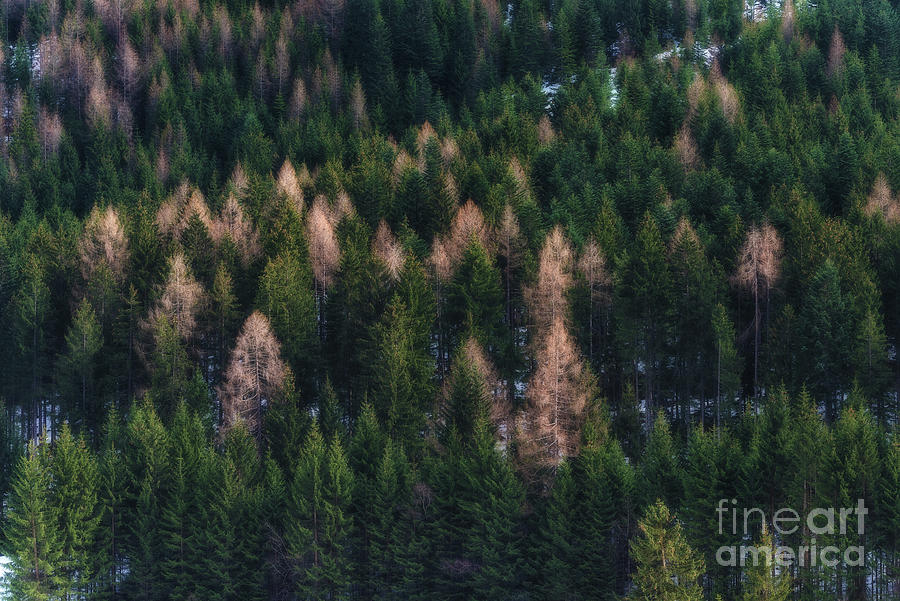 Winter Photograph - Patchworks Of The Forest by Flo Photography Winter Photograph - Patchworks Of The Forest by Flo Photography