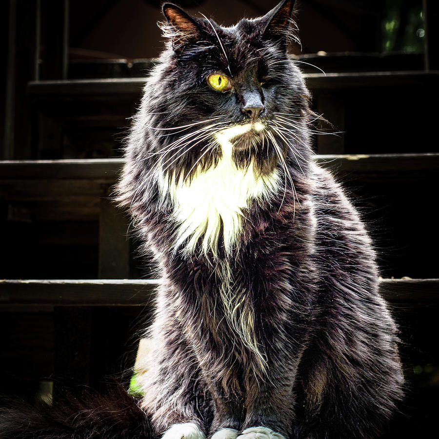 Patchy the Cat.... Photograph by David Choate Fine Art America