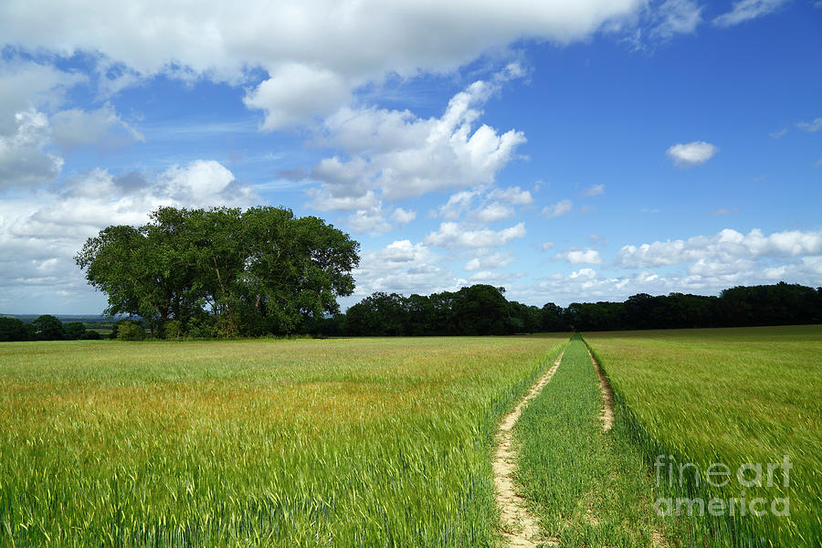 Path Across Field of Wheat near Tudeley Kent England Photograph by James Brunker