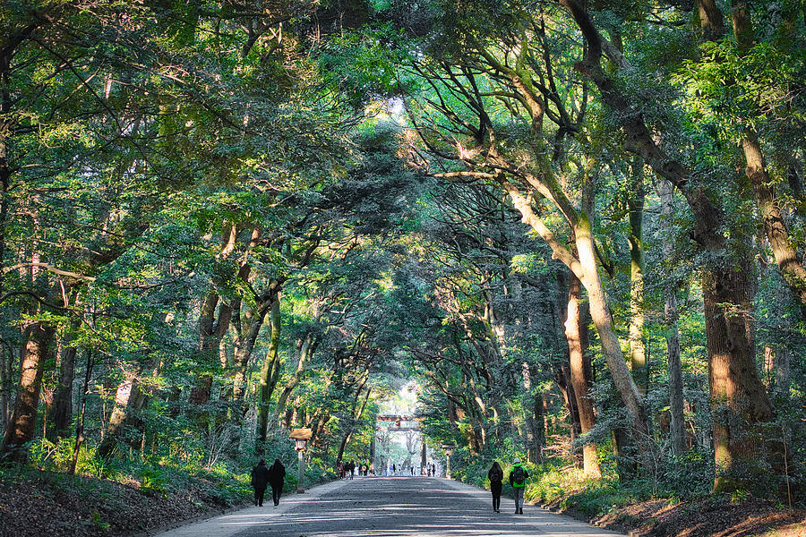 Path at the Meiji Shrine - Japan Photograph by Stuart Litoff