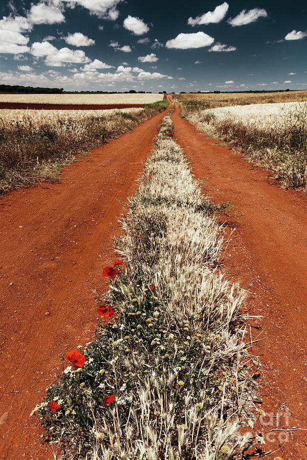 Path between cereal fields Photograph by Vicente Sargues