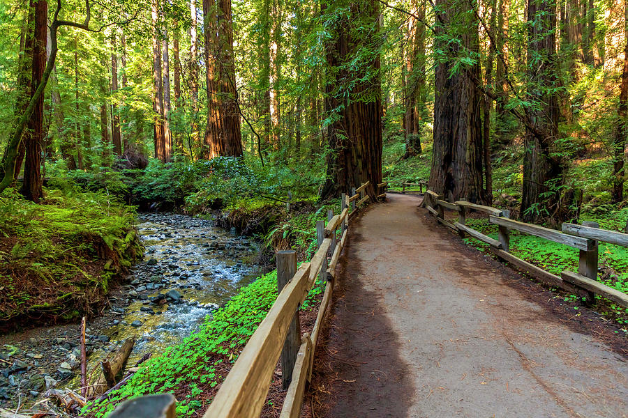 Path By Redwood Creek Muir Woods Photograph by Bonnie Follett