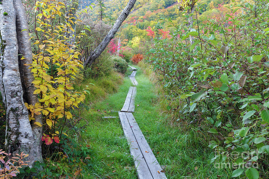 Path - Franconia Notch, New Hampshire Photograph by Erin Paul Donovan