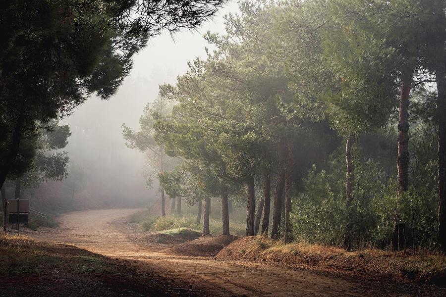 Path in a Foggy Pine Tree Forest Photograph by Alexios Ntounas
