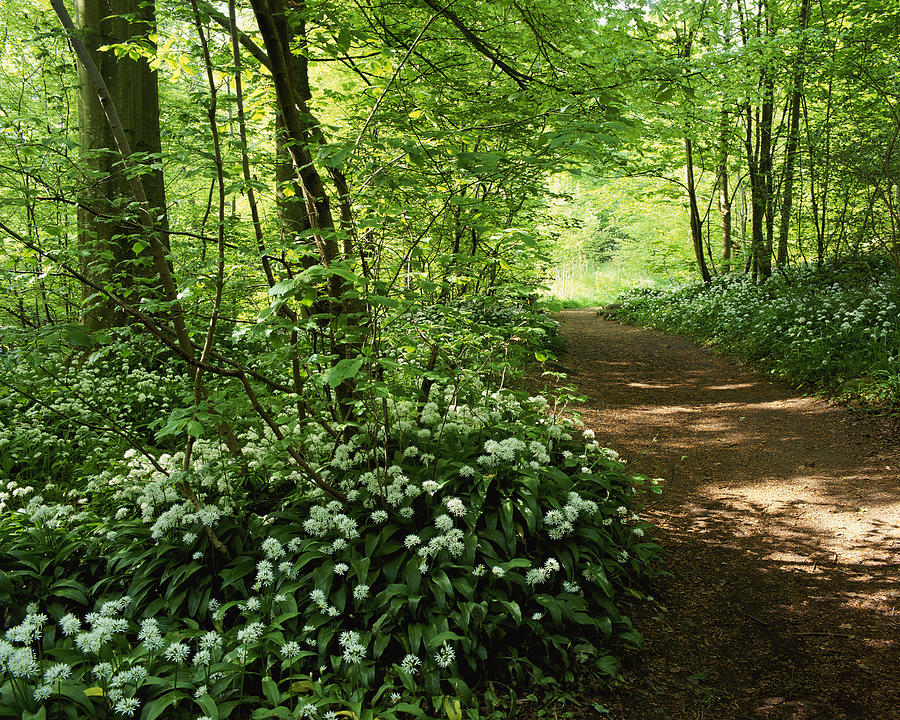 Path in a Forest With Wild Garlic Wildflowers, Aberfeldy, Perthshire, Scotland Photograph by Abel