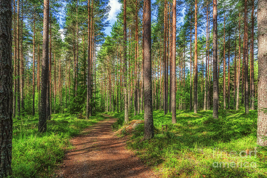 Path In A Pine Forest Photograph