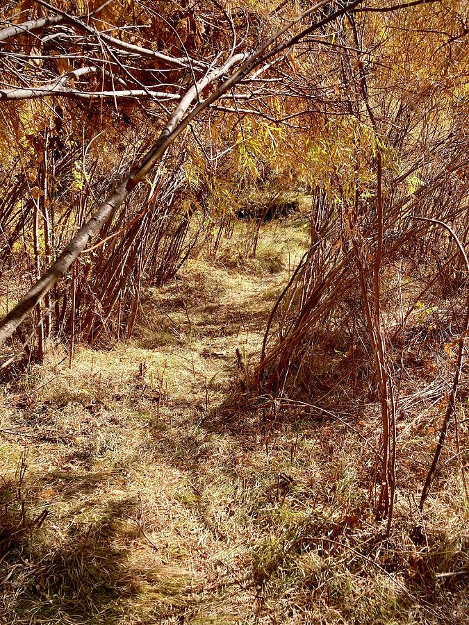 Path in a Willow Thicket near Fenton Lake New Mexico  Photograph by Mary Lee Dereske