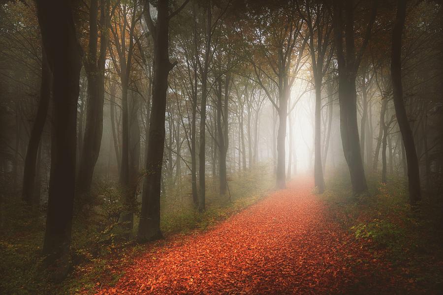 Path in foggy forest Photograph by Toma Bonciu