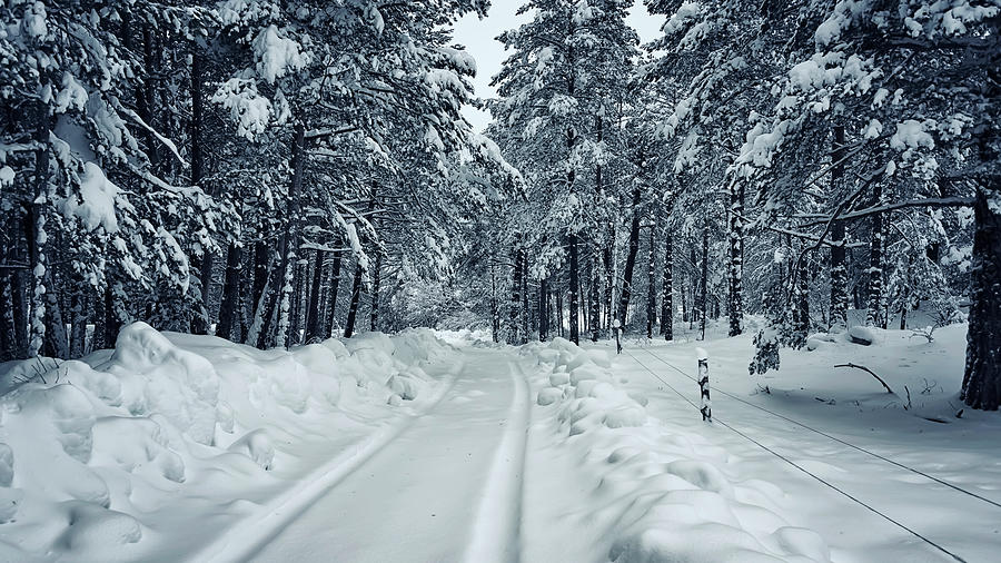 Path In The Winter Forest Photograph