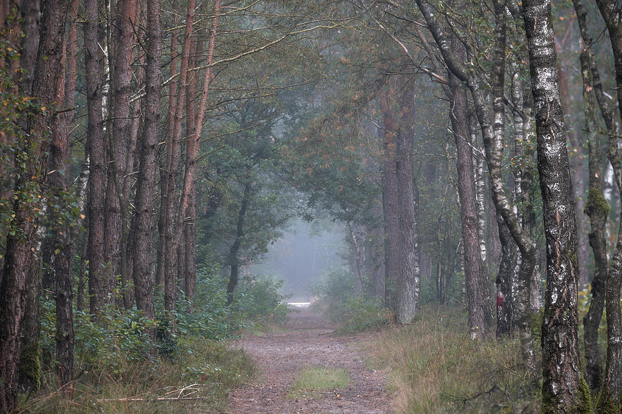 Path in the woods Photograph by Anges Van der Logt