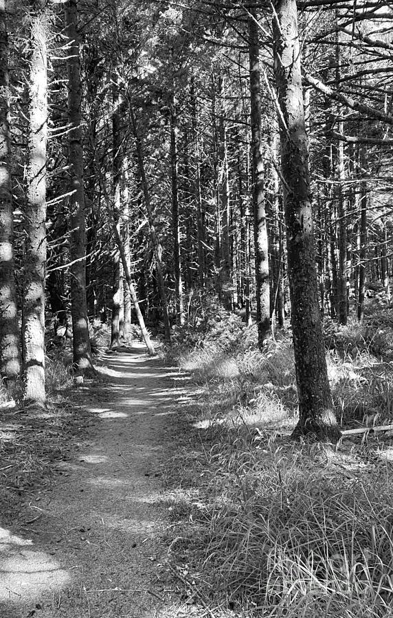 Path In The Woods Photograph By Brenton Cooper - Fine Art America