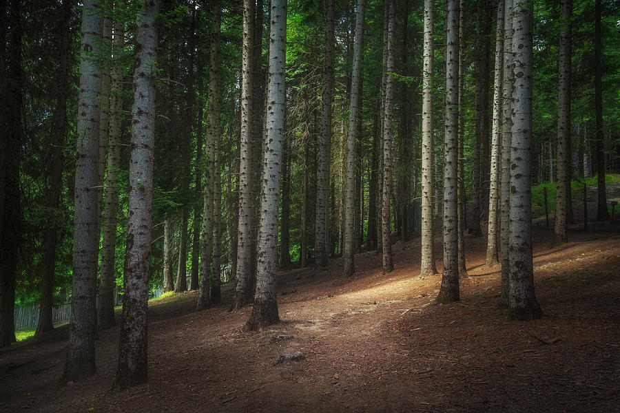 Silver Fir forest in Orecchiella Park Photograph by Stefano Orazzini