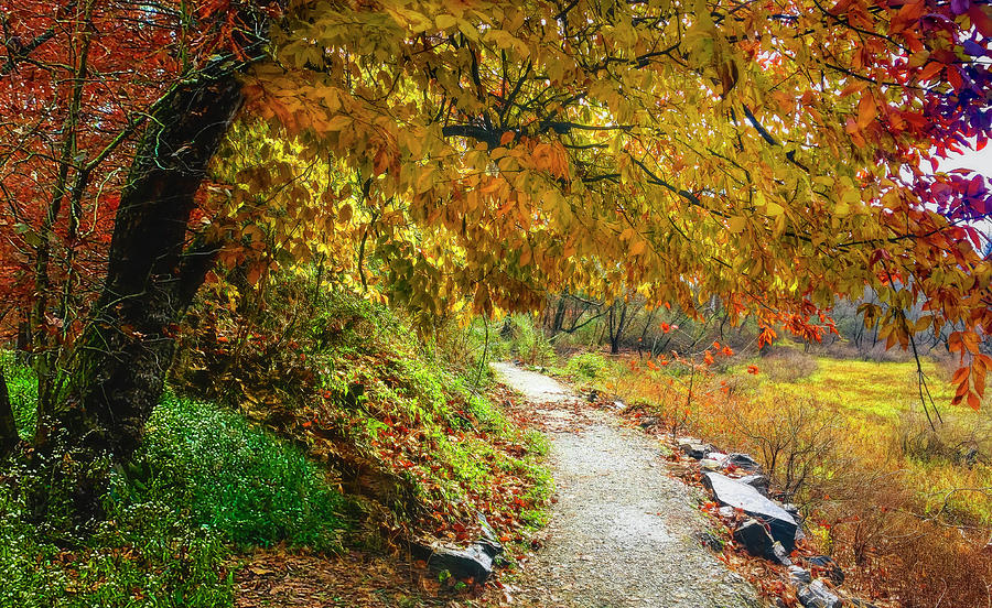 Path Into Autumn Color Photograph by Debra and Dave Vanderlaan