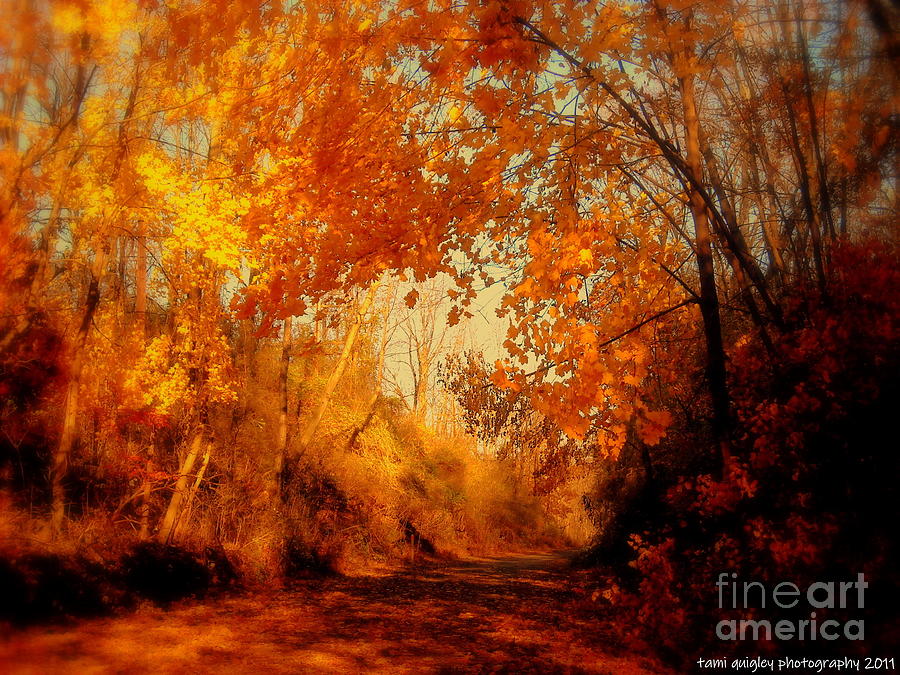 Path of Gold Photograph by Tami Quigley