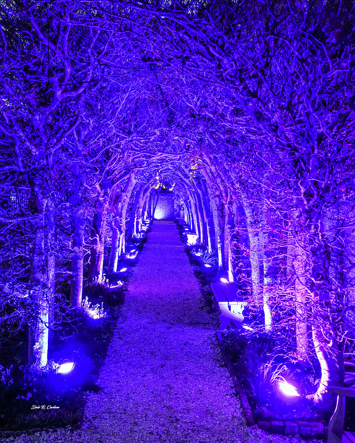 Path of Lights Photograph by Dale R Carlson