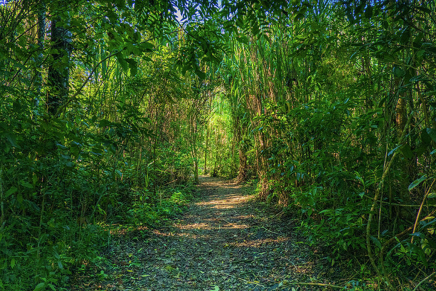Path Through A Jungle  Photograph by Ann Moore