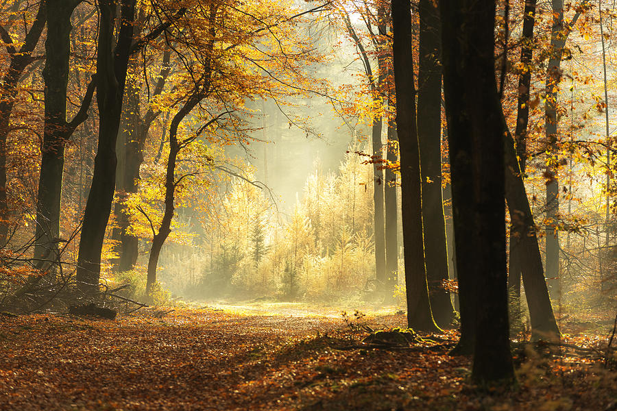 Path through a misty forest during a beautiful foggy autumn day Photograph by Sjo